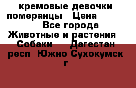 кремовые девочки померанцы › Цена ­ 30 000 - Все города Животные и растения » Собаки   . Дагестан респ.,Южно-Сухокумск г.